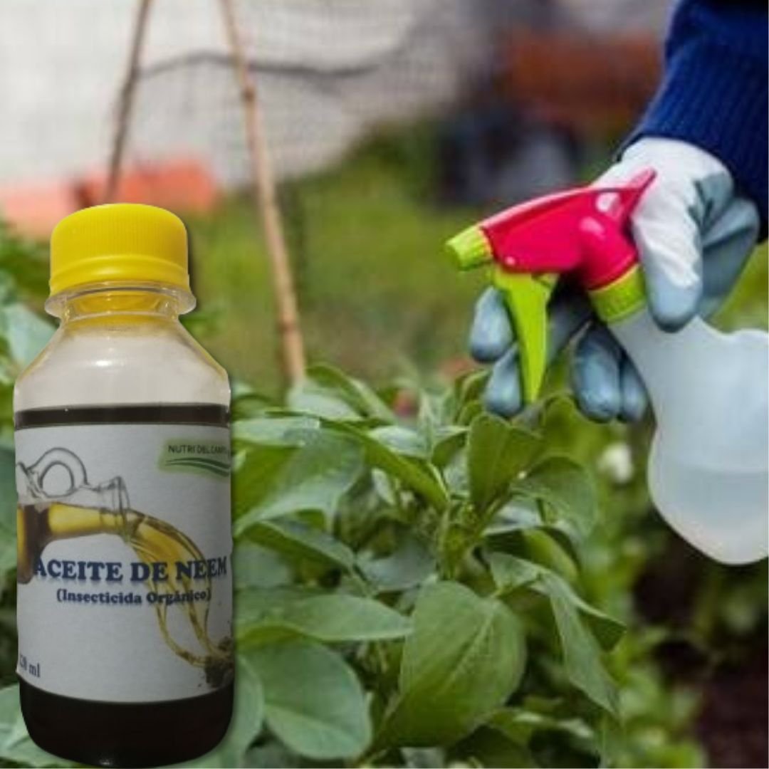 ACEITE DE NEEM , Aceite de Neem 99.90 + Azadirachtina 0.10 Es un acaricida, fungicida, nematicida e insecticida 100 natural extrado del �rbol del Neem (Azadirachta indica)..