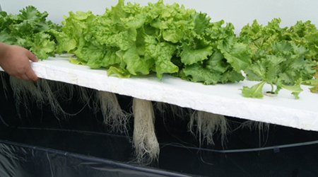 SOLUCION HIDROPONICA LIQUIDA (HOJAS) 