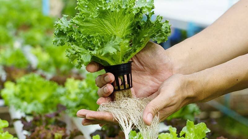 pEn strongNutri del Campo/strong, nos especializamos en ofrecer soluciones agrcolas de calidad para apoyar a nuestros clientes en el crecimiento y cuidado de sus cultivos. Somos una tienda dedicada a proporcionar productos esenciales como agroqumicos, fertilizantes y productos para la hidropona, con el objetivo de impulsar una agricultura m�s eficiente, saludable y sostenible./p